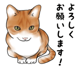 Servant of cat sticker #11917431