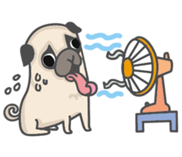 A Little Pug !!! sticker #11928757