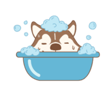 Taro Siberian Husky 1 (animated ver.) sticker #11929898