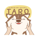 Taro Siberian Husky 1 (animated ver.)
