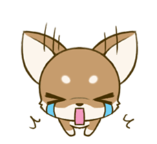 Chihuahua tan sticker #11930322