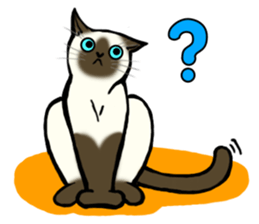 I like Siamese sticker #11939031