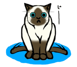 I like Siamese sticker #11939035