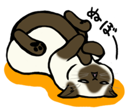 I like Siamese sticker #11939048