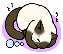 I like Siamese sticker #11939049