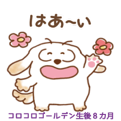 Love Golden retrievers 3