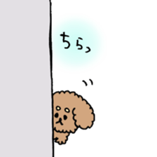 cute toy poodle life sticker #11951478