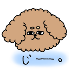 cute toy poodle life sticker #11951484