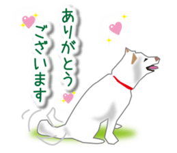 My white dog sticker #11961967