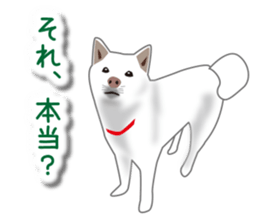 My white dog sticker #11961974