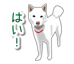 My white dog sticker #11961979