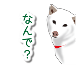 My white dog sticker #11961987