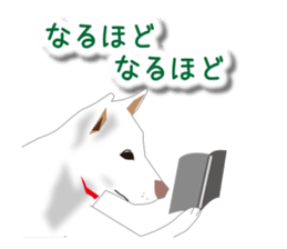 My white dog sticker #11961991