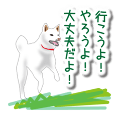 My white dog sticker #11961997