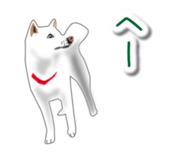 My white dog sticker #11962000