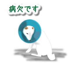 My white dog sticker #11962001