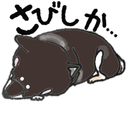 Midget Shiba MagRob and friends 7 sticker #11962699