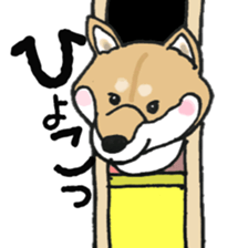 Midget Shiba MagRob and friends 7 sticker #11962711