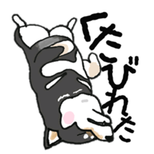 Midget Shiba MagRob and friends 7 sticker #11962714