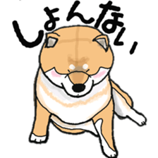 Midget Shiba MagRob and friends 7 sticker #11962717