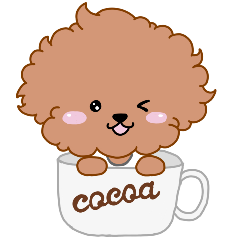 Toy Poodle coco