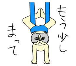 Aerial yogi cat 'AERU' sticker #12004753