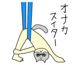 Aerial yogi cat 'AERU' sticker #12004761
