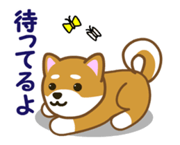 Animated! Daily of "Taro Shiba Inu" sticker #12016243
