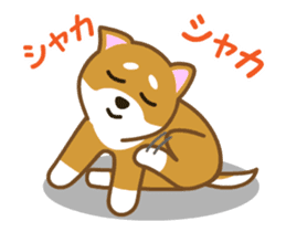 Animated! Daily of "Taro Shiba Inu" sticker #12016252