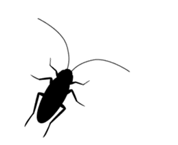 Cockroach moving sticker #12016809