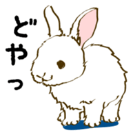 Everyday with the rabbits sticker #12022341