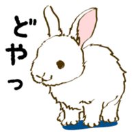 Everyday with the rabbits sticker #12022341