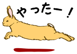 Everyday with the rabbits sticker #12022367