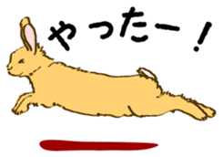 Everyday with the rabbits sticker #12022367