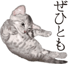 Sticker for people who like a cat sticker #12026831