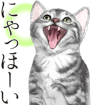 Sticker for people who like a cat sticker #12026833