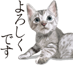 Sticker for people who like a cat sticker #12026834