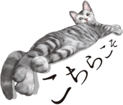 Sticker for people who like a cat sticker #12026835