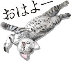 Sticker for people who like a cat sticker #12026838