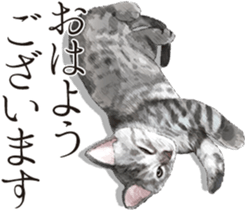 Sticker for people who like a cat sticker #12026839