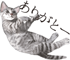 Sticker for people who like a cat sticker #12026843