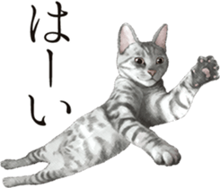 Sticker for people who like a cat sticker #12026845