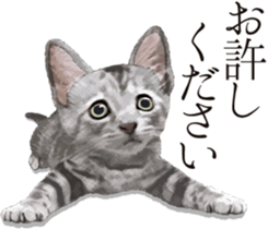 Sticker for people who like a cat sticker #12026847