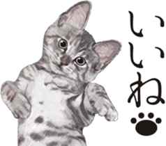 Sticker for people who like a cat sticker #12026848