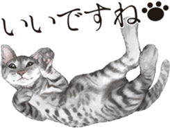 Sticker for people who like a cat sticker #12026849