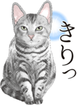 Sticker for people who like a cat sticker #12026850