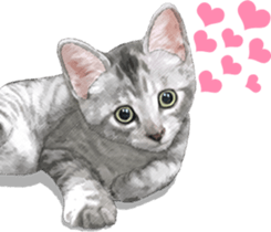 Sticker for people who like a cat sticker #12026853