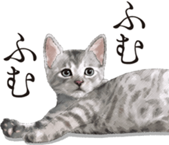 Sticker for people who like a cat sticker #12026856