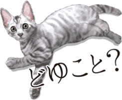 Sticker for people who like a cat sticker #12026857