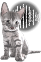 Sticker for people who like a cat sticker #12026859